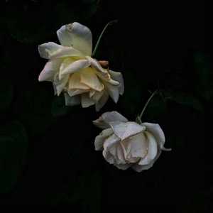 《我是纣王》漫画免费观看
